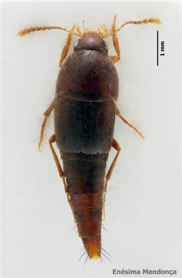 Sepedophilus lusitanicus Hammond, 1973
